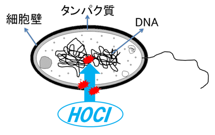 微酸性電解水のHOClによる除菌モデル図