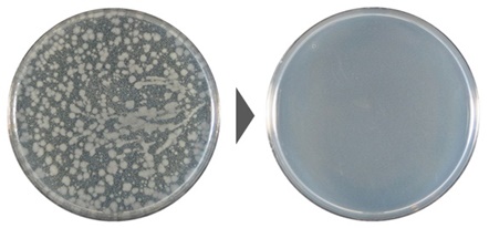大腸菌の除菌効果試験結果の写真