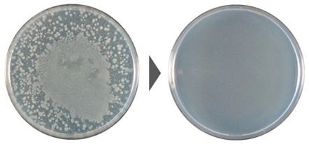 サルモネラ菌の除菌効果試験結果の写真