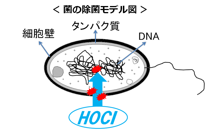 菌の除菌モデル図