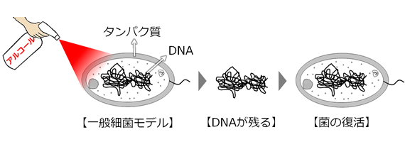 アルコールでは菌のDNAが残るので復活する絵