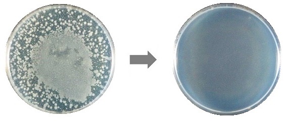 除菌前と除菌後のサルモネラ菌